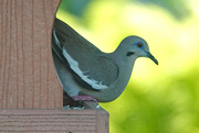 5th Jul 2021 - Big Excitement - White-winged Dove at my feeders
