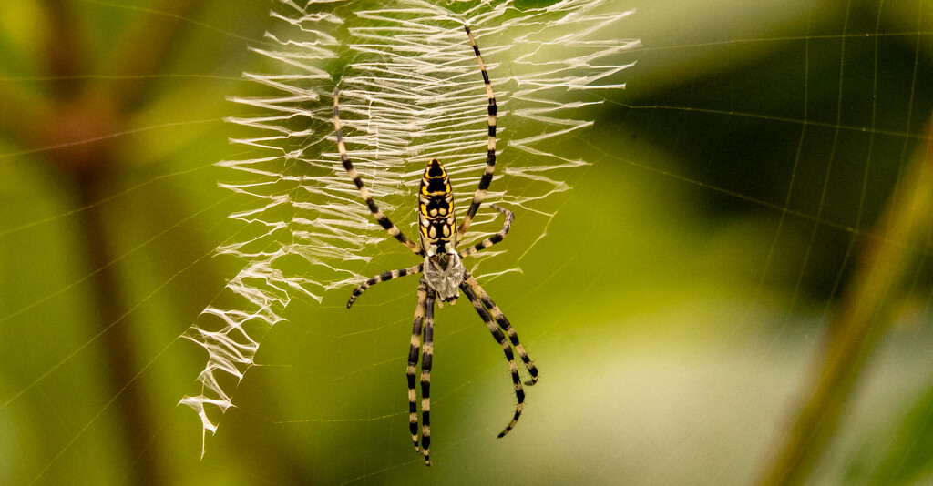 Yellow Garden Spider by rickster549