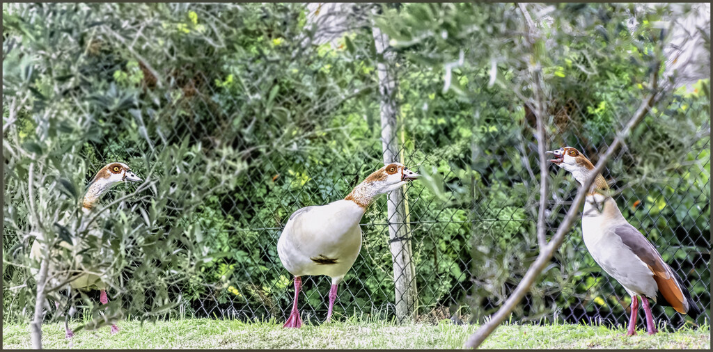 Egyptian Geese  by ludwigsdiana