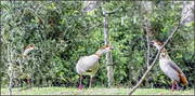 6th Jul 2021 - Egyptian Geese 
