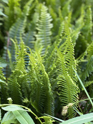 1st Jul 2021 - Ferns in the Forest