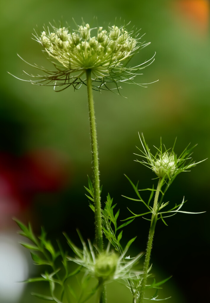 Queen Anne’s Lace by mzzhope