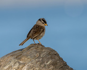 4th Jul 2021 - White-crowned Sparrow