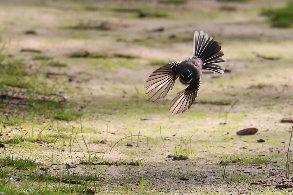Fantail flight by flyrobin