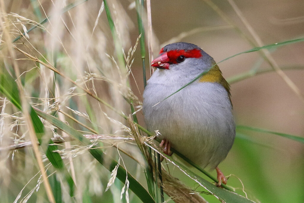Red browed finch by flyrobin