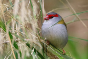 26th Jun 2021 - Red browed finch