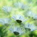 Dreamy daisies..... by ziggy77