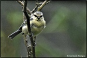 6th Jul 2021 - One of the little blue tits