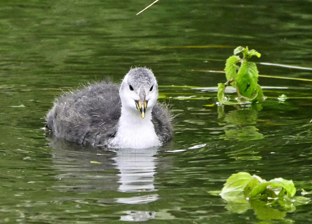 Coot Chick by tonygig