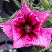 6th Jul 2021 - Dianthus bud is opening