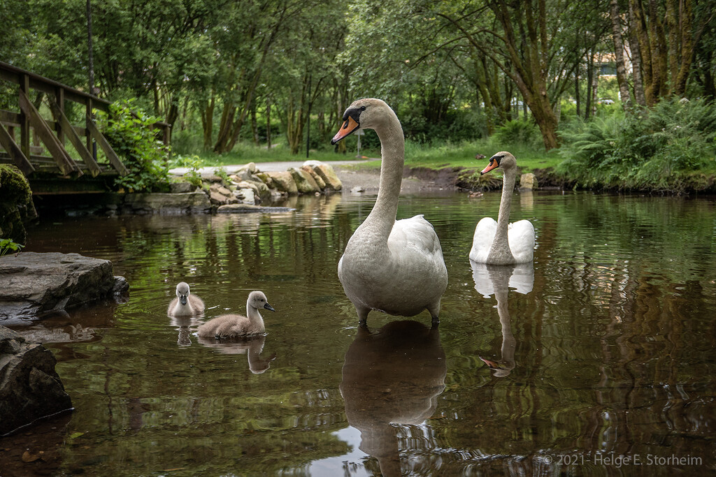 The swans (again :-) by helstor365
