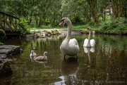 6th Jul 2021 - The swans (again :-)