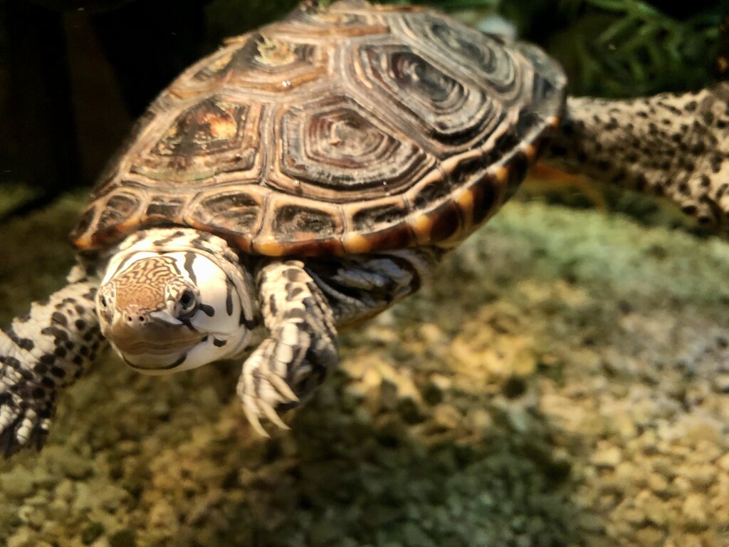Claire’s Turtle by loweygrace