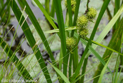 5th Jul 2021 - Pond Grasses