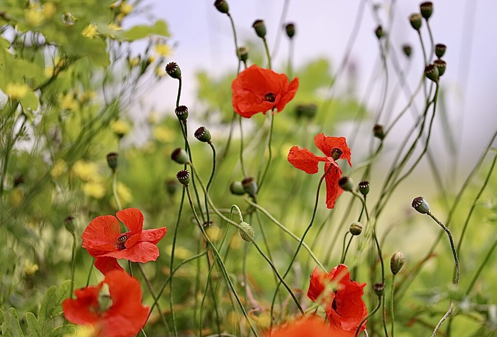 Hedgerow Poppies by carole_sandford