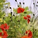 Hedgerow Poppies by carole_sandford