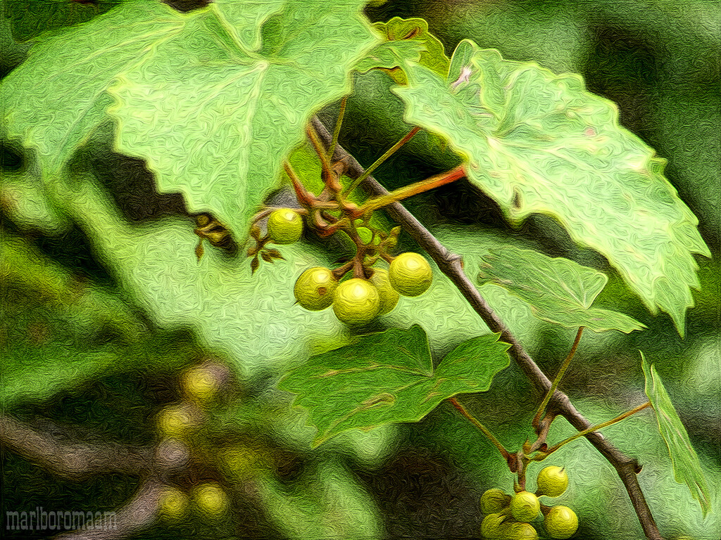 Painted wild grapes... by marlboromaam