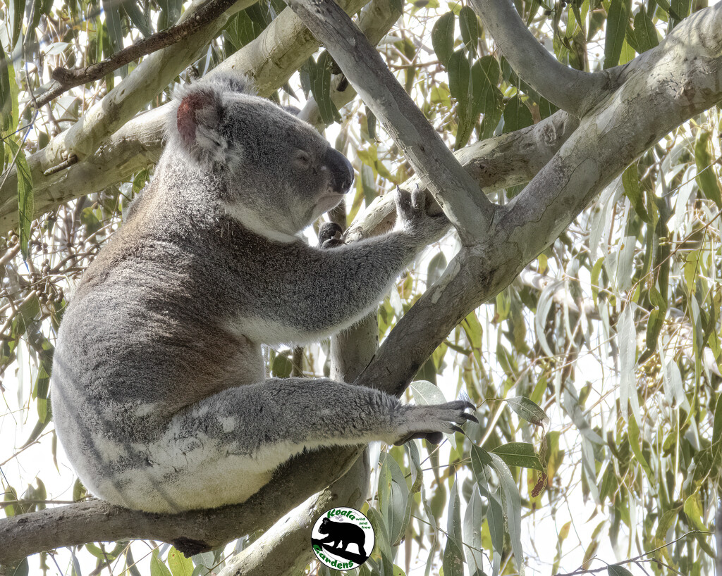 free n easy by koalagardens
