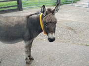 5th Jul 2021 - Donkey Sanctuary