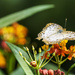 White Peacock Butterfly by k9photo