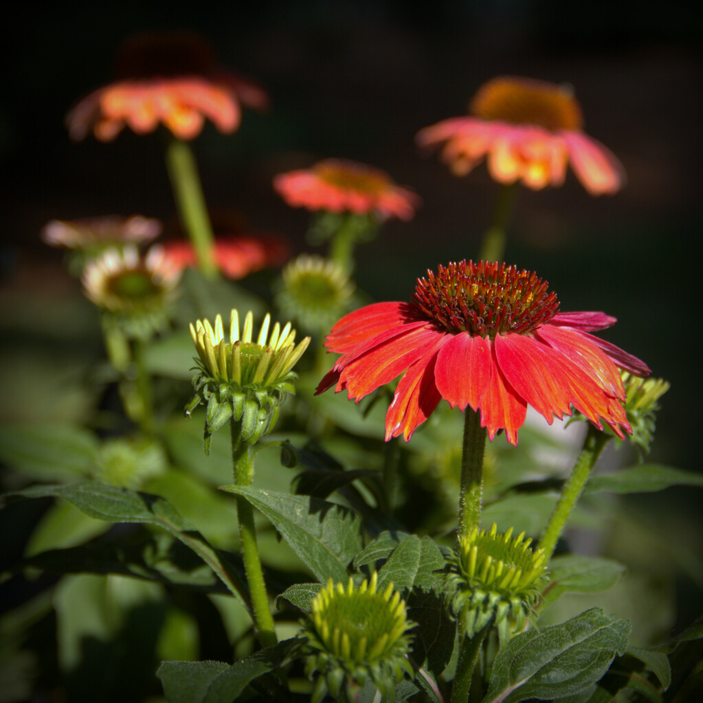 Coneflower by calm