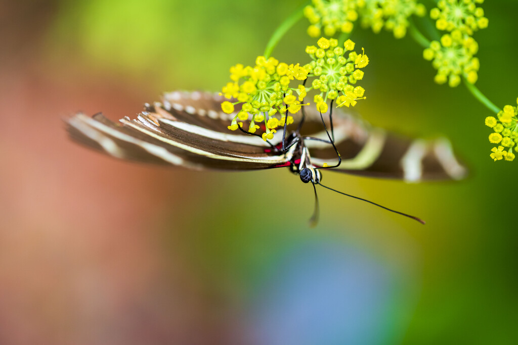 Zebra Longwing Closeup by kvphoto