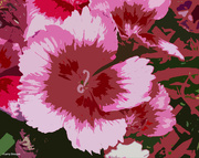 6th Jul 2021 - Lace dianthus