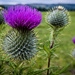 Thistle do . by iqscotland