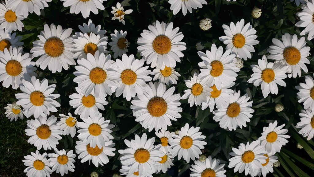 Daisies, the Friendliest Flowers by julie