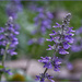 Mystic Spires, Blue Salvia by gardencat