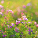 Wildflowers by lynnz
