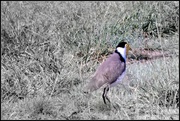 25th Apr 2020 - Masked Lapwing