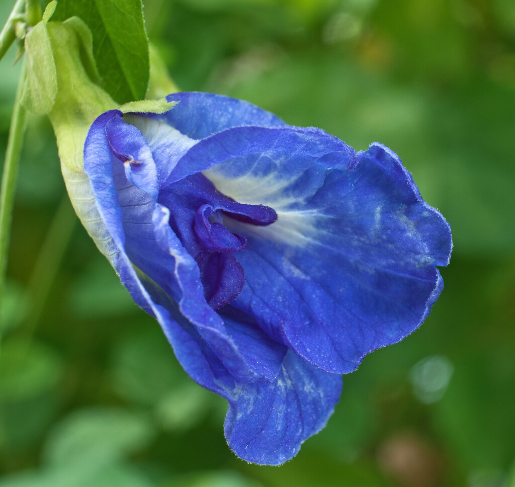 Blue Pea flower by ianjb21