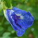Blue Pea flower by ianjb21