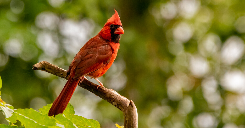 Mr Cardinal, Keeping an Eye Out! by rickster549