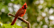 6th Jul 2021 - Mr Cardinal, Keeping an Eye Out!