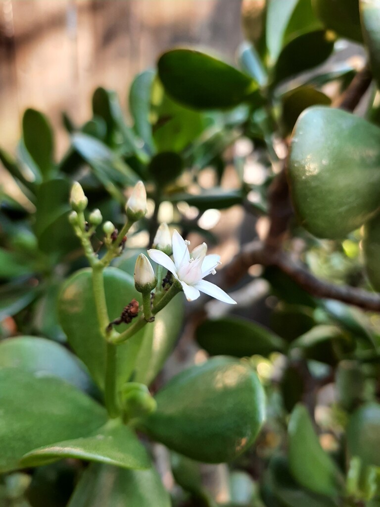 Blooming Jade by mozette