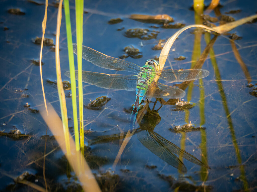 The emperor dragonfly by haskar