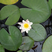6th Jul 2021 - water lily