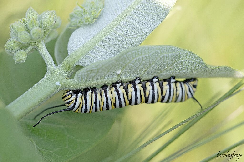 Monarch Caterpillar by fayefaye
