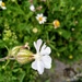 White campion in St James's Park by boxplayer
