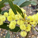 Wattle flowers  by nicolecampbell