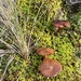 Wild mushrooms  by nicolecampbell