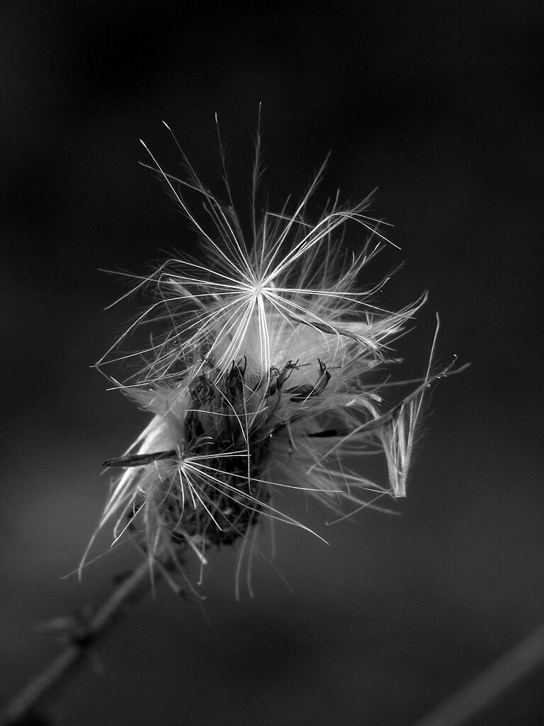 Thistle gone to seed... by marlboromaam