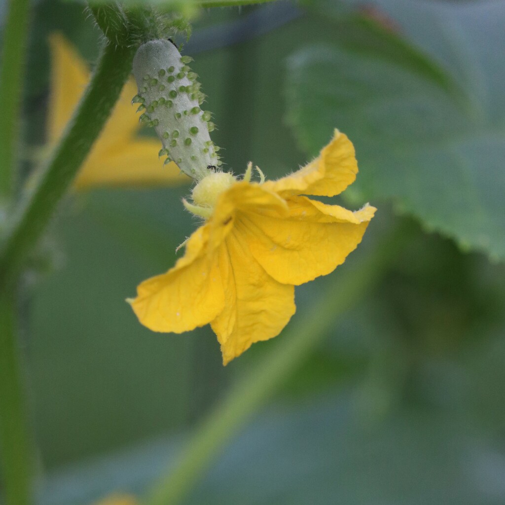 July 7: Cucumber  by daisymiller