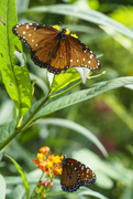 7th Jul 2021 - Queen Monarchs with Caterpillars