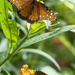 Queen Monarchs with Caterpillars by k9photo