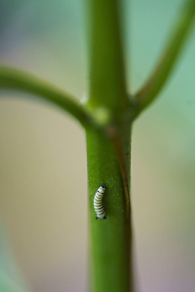 Monarch Caterpillar by k9photo