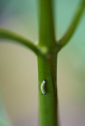 7th Jul 2021 - Monarch Caterpillar