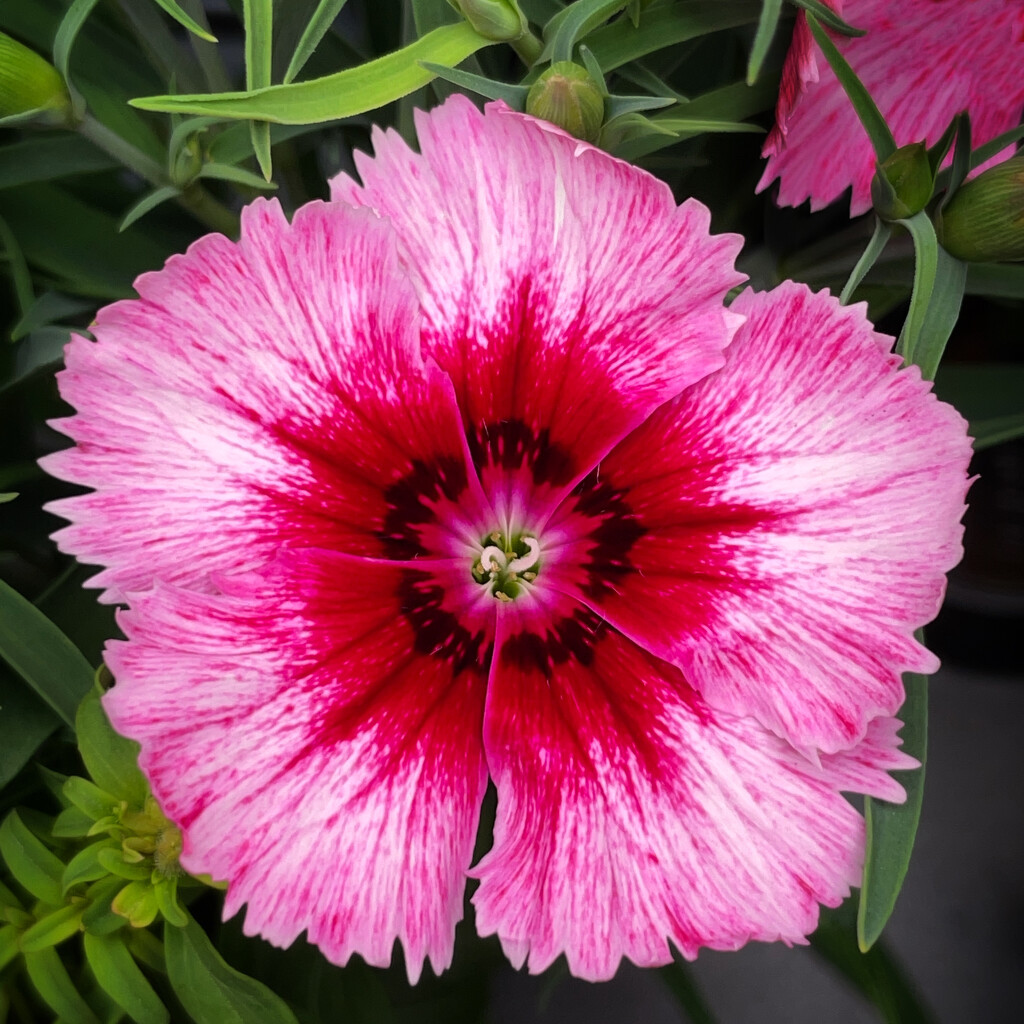 Dianthus fully open by shutterbug49